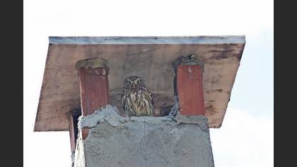 Little Owl