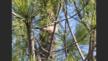 Long-tailed Tit