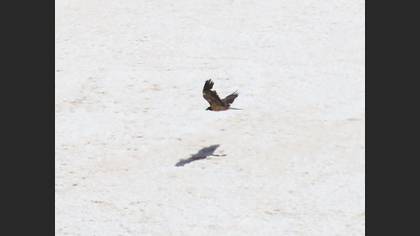 Bearded Vulture