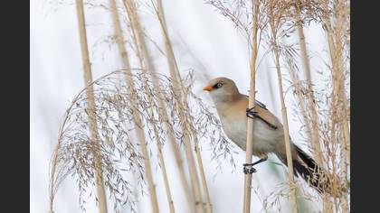 Bearded Reedling