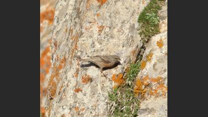 Alpine Accentor