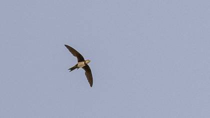 Alpine Swift