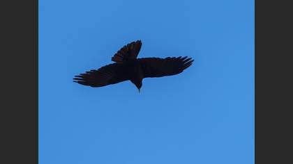 Alpine Chough