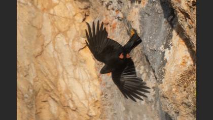 Red-billed Chough