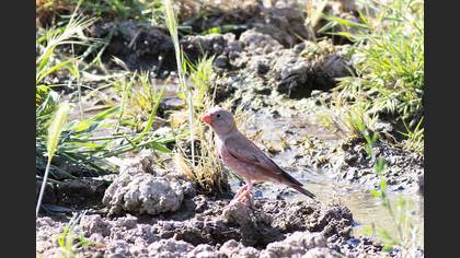 Trumpeter Finch