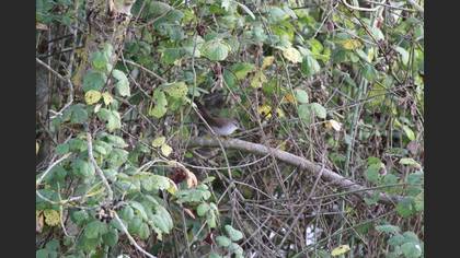 Cetti`s Warbler