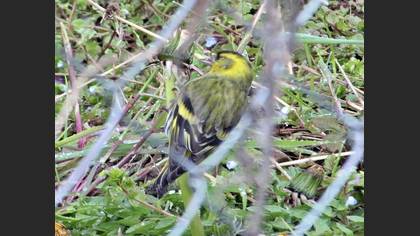 Eurasian Siskin