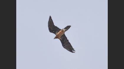 Bearded Vulture