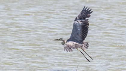 Grey Heron