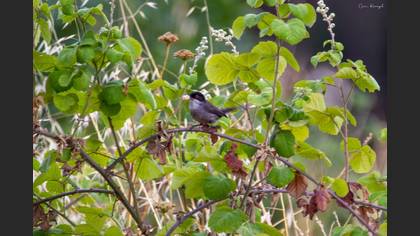 Sardinian Warbler