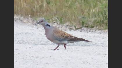 European Turtle Dove