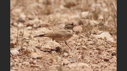 Bar-tailed Lark