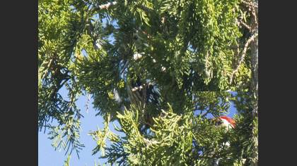 Middle Spotted Woodpecker