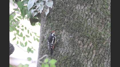 Middle Spotted Woodpecker