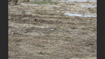 Temminck`s Stint