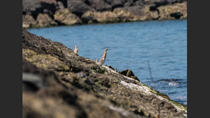 Squacco Heron