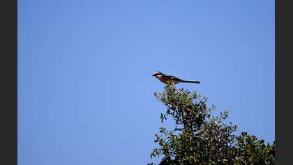 Masked Shrike