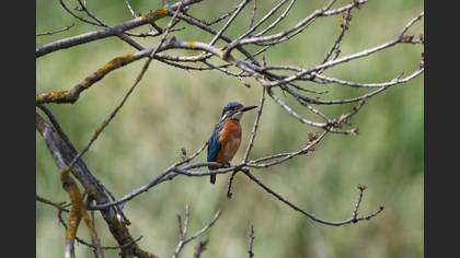 Common Kingfisher