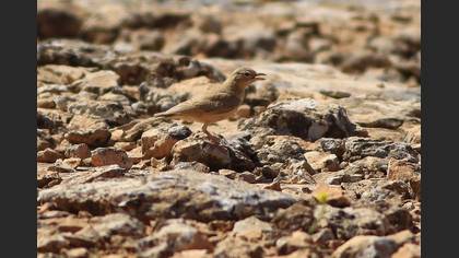 Desert Lark