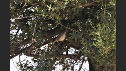 Subalpine Warbler