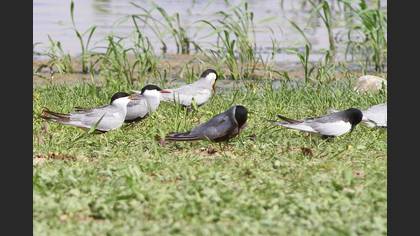White-winged Tern