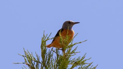 Common Rock Thrush
