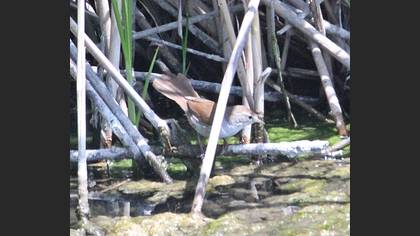 Cetti`s Warbler