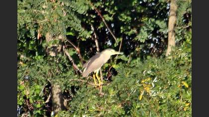 Black-crowned Night Heron