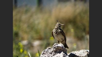 Crested Lark