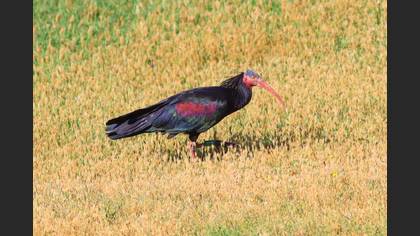 Northern Bald Ibis