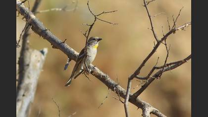 Yellow-throated Sparrow