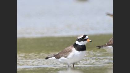 Common Ringed Plover