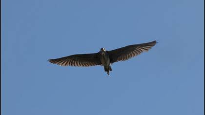 Black-crowned Night Heron