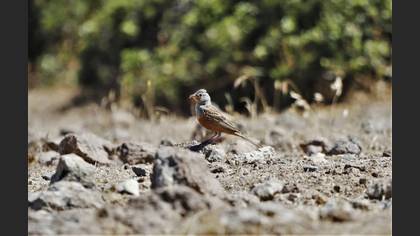 Cretzschmar`s Bunting