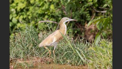 Squacco Heron