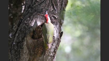 European Green Woodpecker