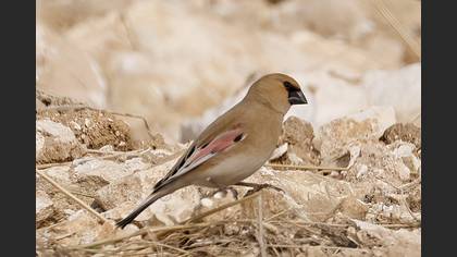 Boz alamecek