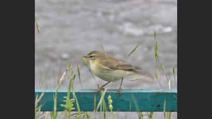 Willow Warbler