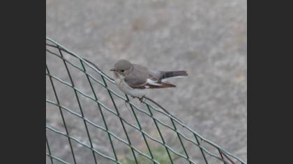 Semicollared Flycatcher