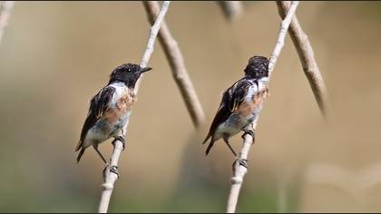 Siberian Stonechat
