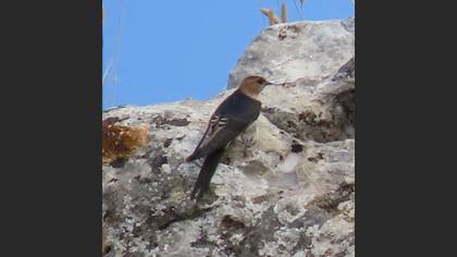 Red-rumped Swallow