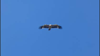 Eastern Imperial Eagle