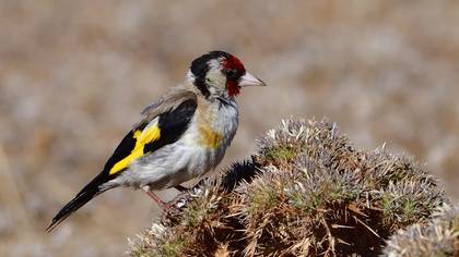 European Goldfinch