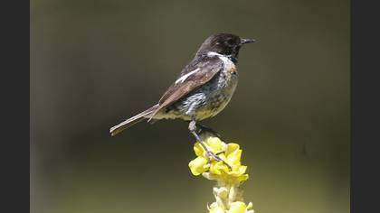 European Stonechat