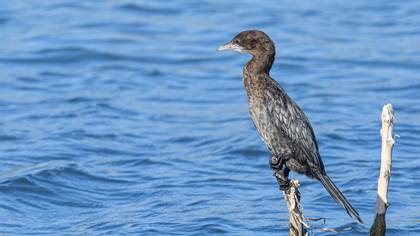 Pygmy Cormorant