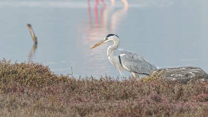 Grey Heron