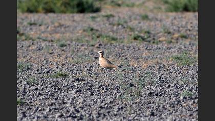 Cream-colored Courser