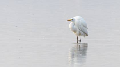 Great Egret