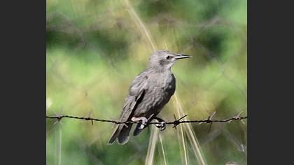 Common Starling