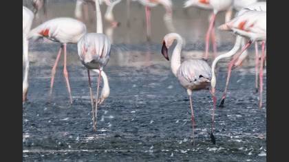 Küçük flamingo